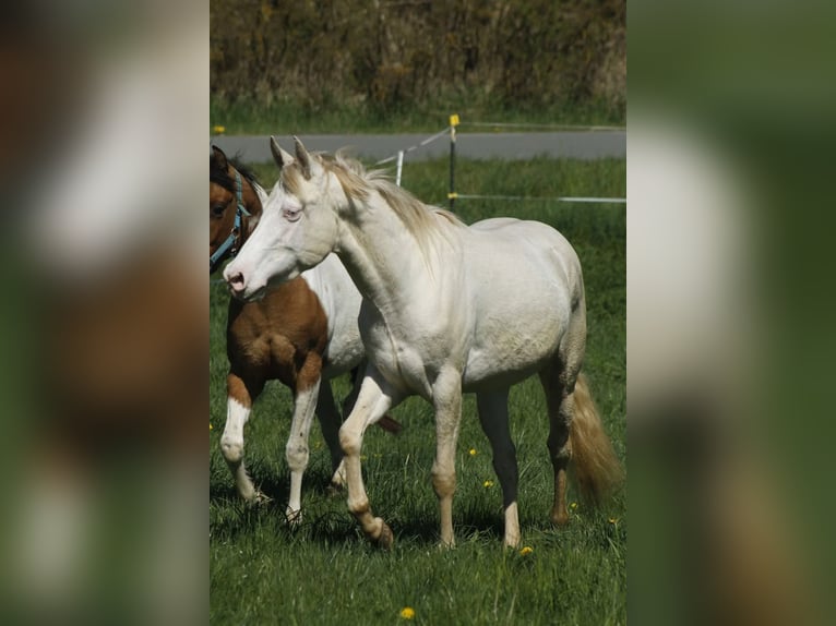 American Paint Horse Mare 4 years 14,2 hh Perlino in Warburg