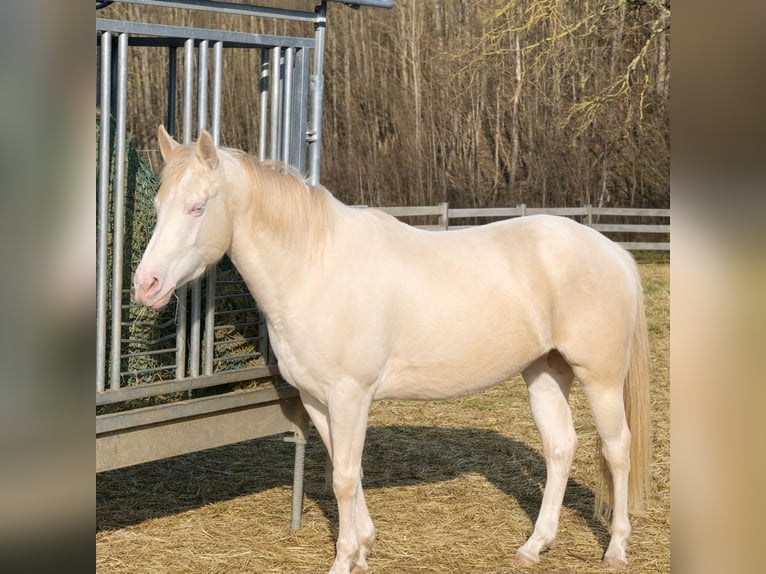 American Paint Horse Mare 4 years 14,2 hh Perlino in Warburg