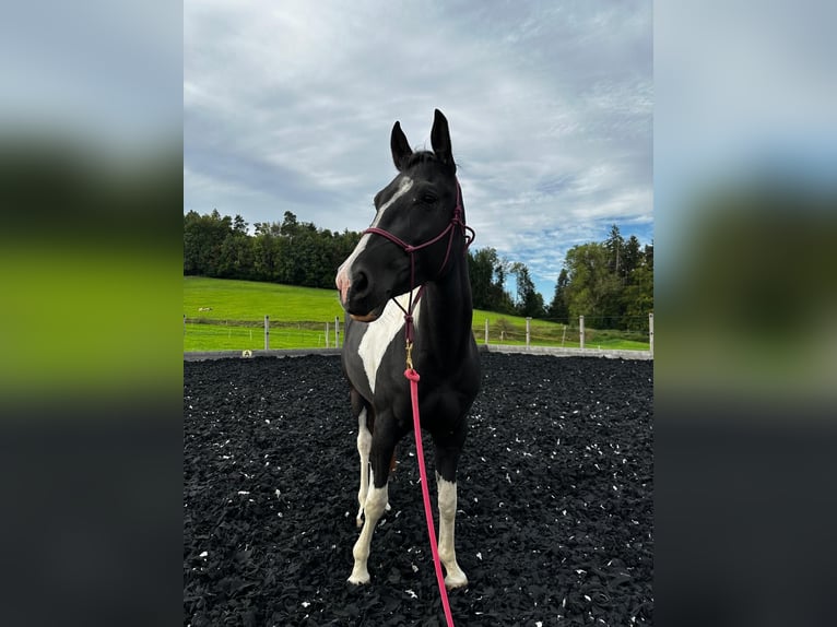 American Paint Horse Mare 4 years 14,2 hh Tobiano-all-colors in Matzingen