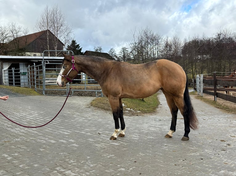 American Paint Horse Mare 4 years 15.1 hh Buckskin in Gefrees