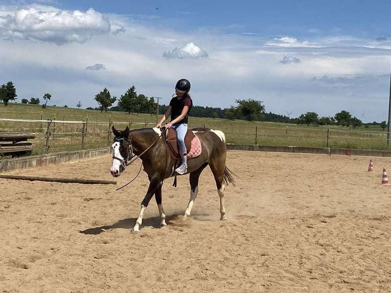 American Paint Horse Mare 4 years 15.1 hh Grullo in Ellwangen (Jagst)