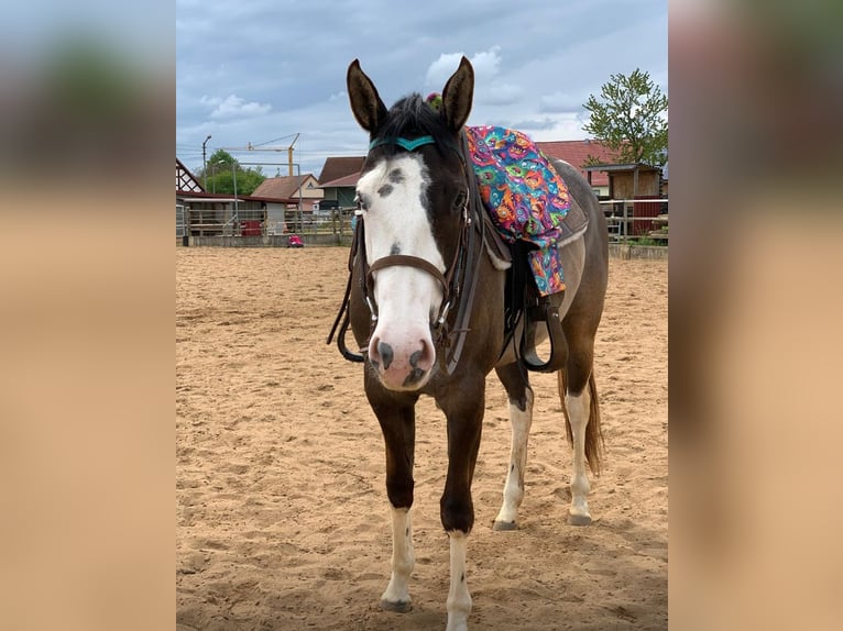 American Paint Horse Mare 4 years 15.1 hh Grullo in Ellwangen (Jagst)