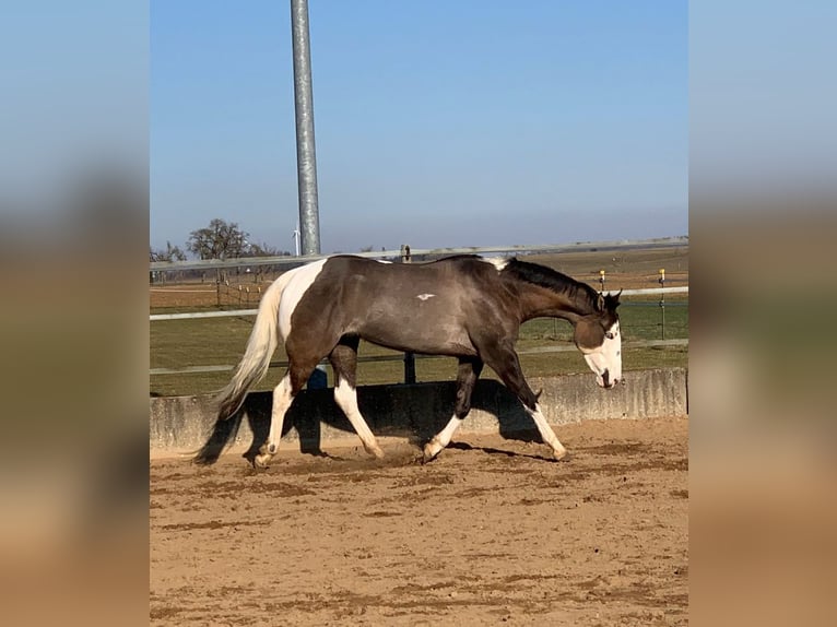 American Paint Horse Mare 4 years 15.1 hh Grullo in Ellwangen (Jagst)
