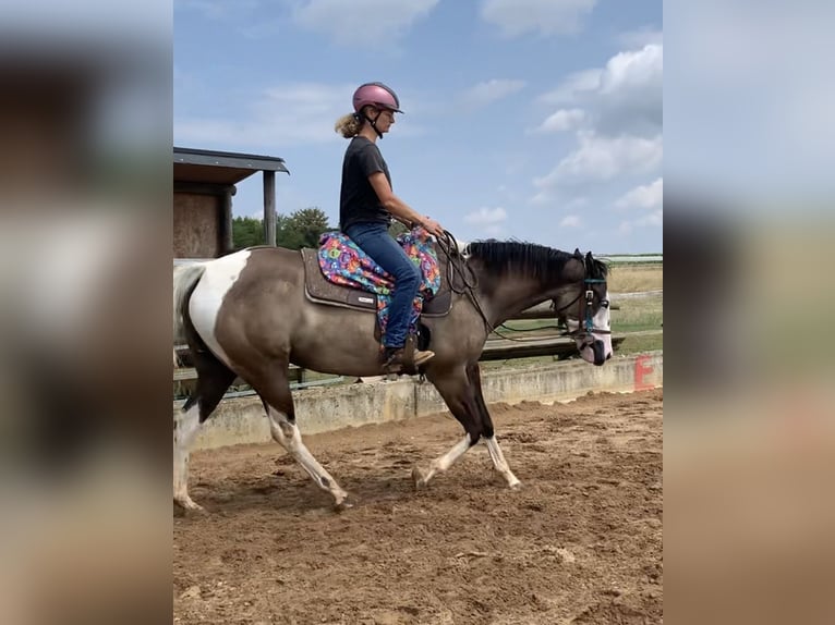American Paint Horse Mare 4 years 15.1 hh Grullo in Ellwangen (Jagst)