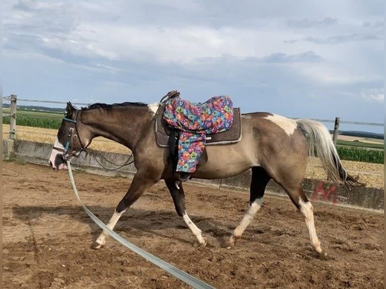 American Paint Horse Mare 4 years 15.1 hh Grullo in Ellwangen (Jagst)