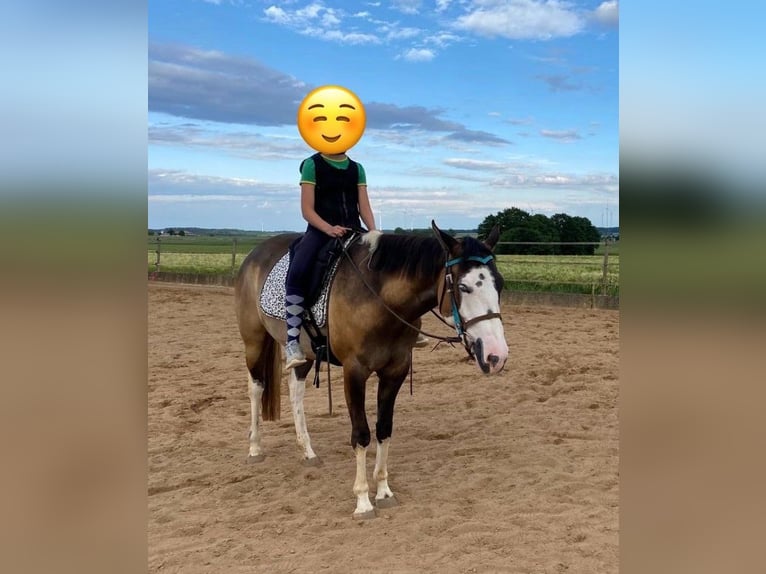 American Paint Horse Mare 4 years 15.1 hh Grullo in Ellwangen (Jagst)