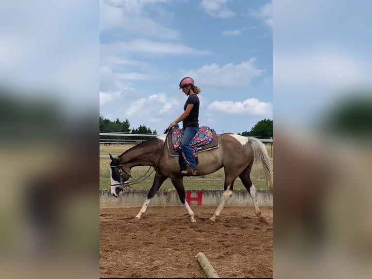 American Paint Horse Mare 4 years 15.1 hh Grullo in Ellwangen (Jagst)