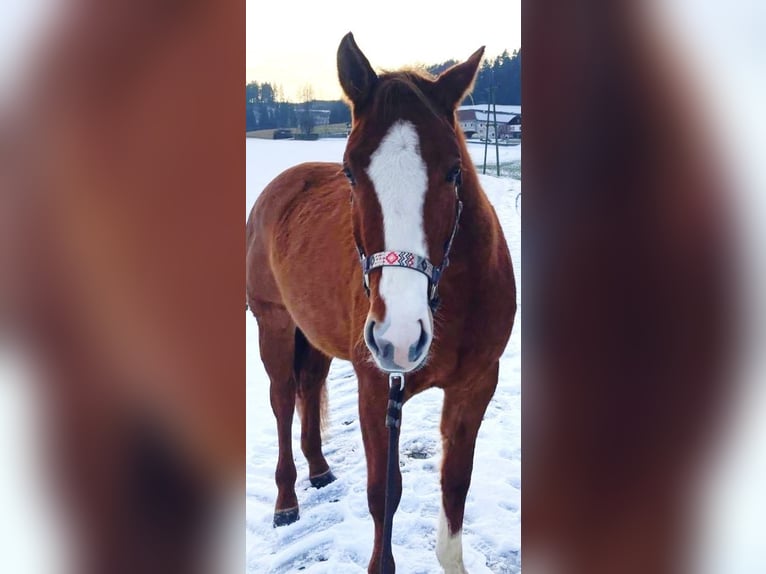 American Paint Horse Mare 4 years 15.1 hh Red Dun in Kefermarkt