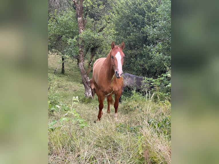 American Paint Horse Mare 4 years 15.1 hh Red Dun in Kefermarkt
