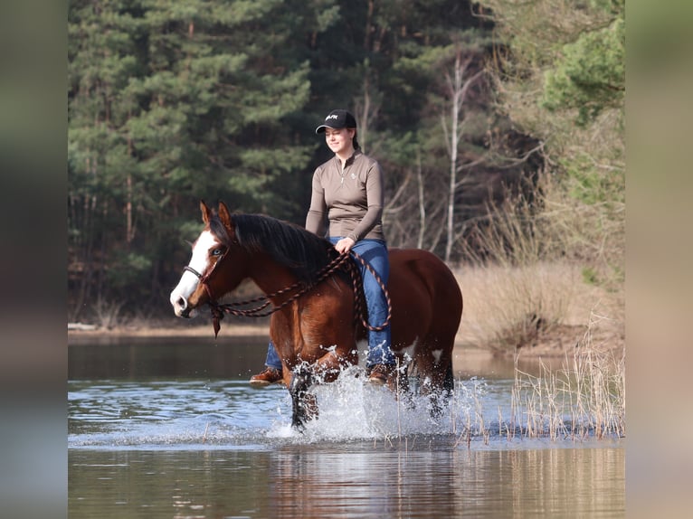 American Paint Horse Mix Mare 4 years 15.1 hh Tobiano-all-colors in Oberhausen