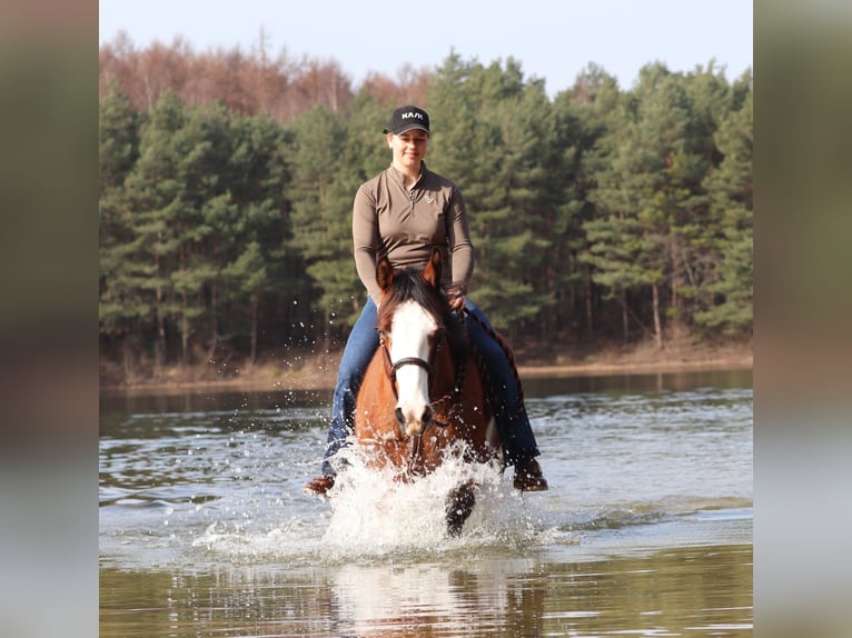 American Paint Horse Mix Mare 4 years 15.1 hh Tobiano-all-colors in Oberhausen