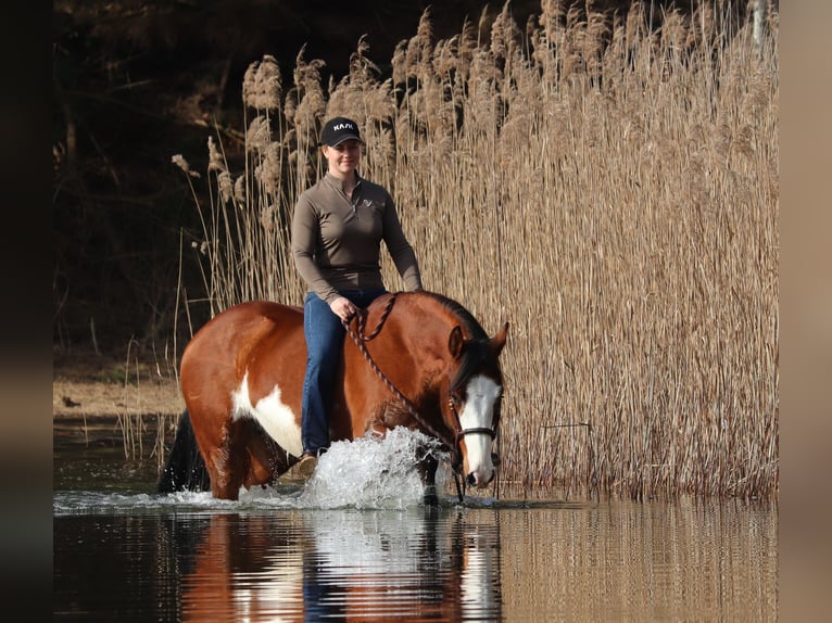 American Paint Horse Mix Mare 4 years 15.1 hh Tobiano-all-colors in Oberhausen