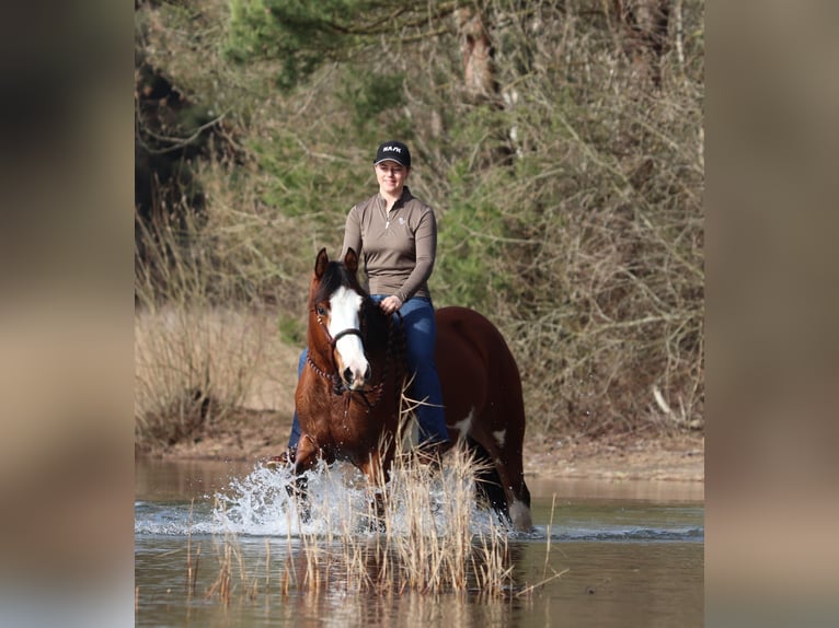 American Paint Horse Mix Mare 4 years 15.1 hh Tobiano-all-colors in Oberhausen