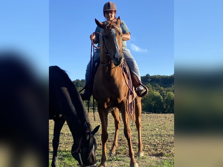 American Paint Horse Mare 4 years 15,1 hh Chestnut-Red in Thodure