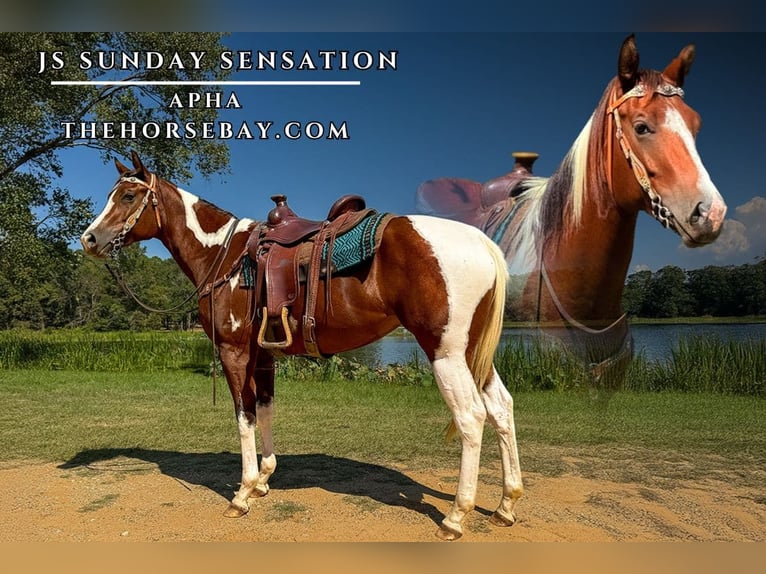 American Paint Horse Mare 4 years 15,3 hh Tobiano-all-colors in Palestine, TX