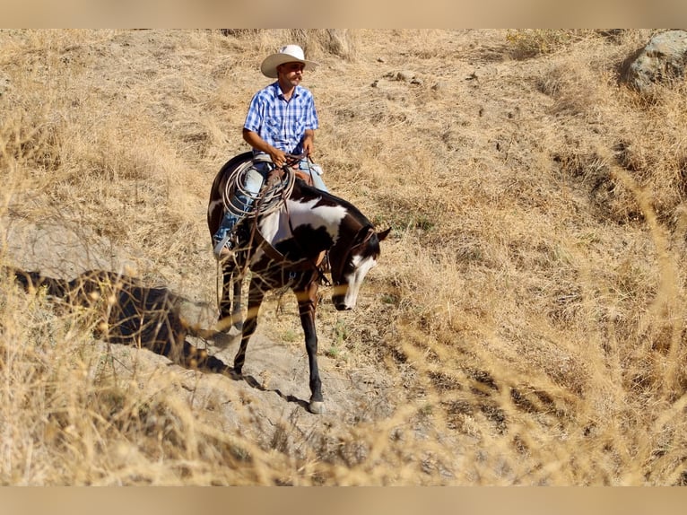 American Paint Horse Mare 4 years Overo-all-colors in Tres Pinos