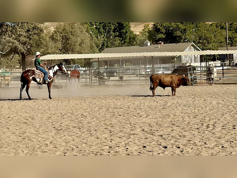 American Paint Horse Mare 4 years Overo-all-colors in Tres Pinos