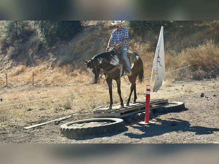 American Paint Horse Mare 4 years Overo-all-colors in Tres Pinos