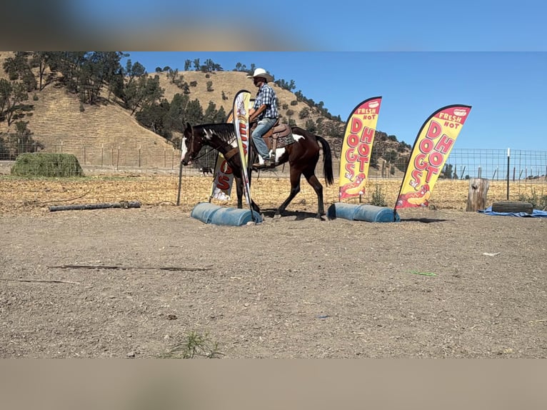 American Paint Horse Mare 4 years Overo-all-colors in Tres Pinos