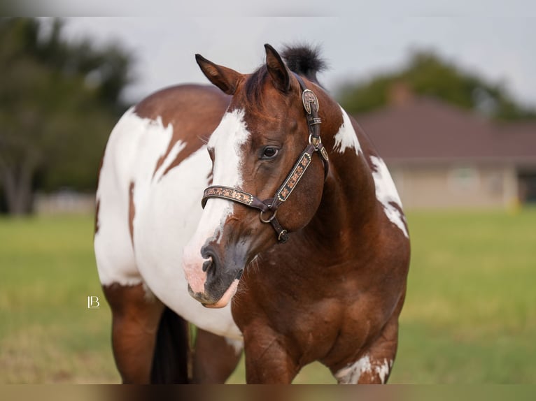 American Paint Horse Mare 4 years Pinto in Terrell