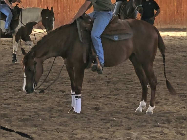 American Paint Horse Mare 4 years  in Roma