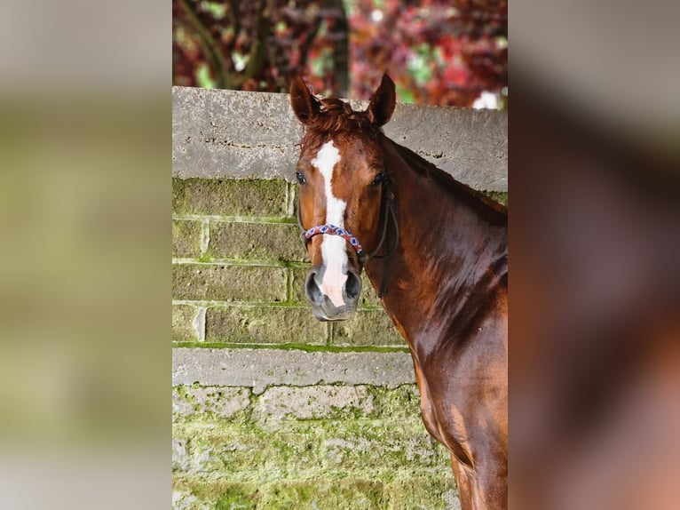 American Paint Horse Mare 4 years  in Roma