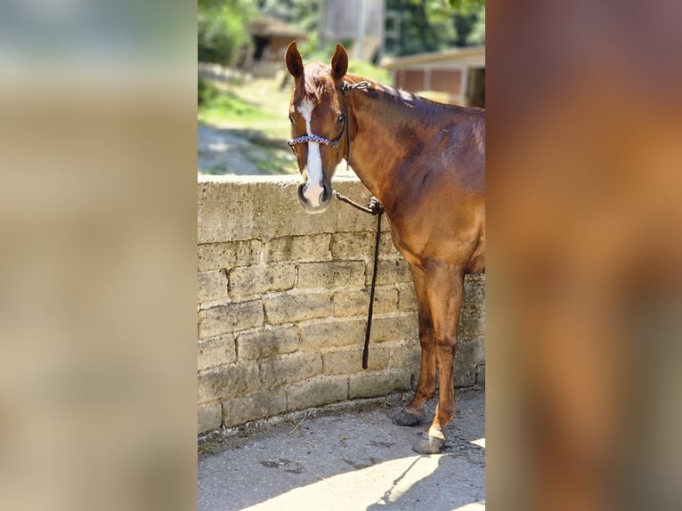 American Paint Horse Mare 4 years  in Roma