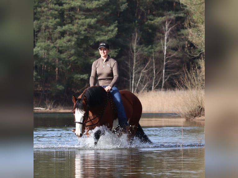 American Paint Horse Mix Mare 4 years Tobiano-all-colors in Oberhausen