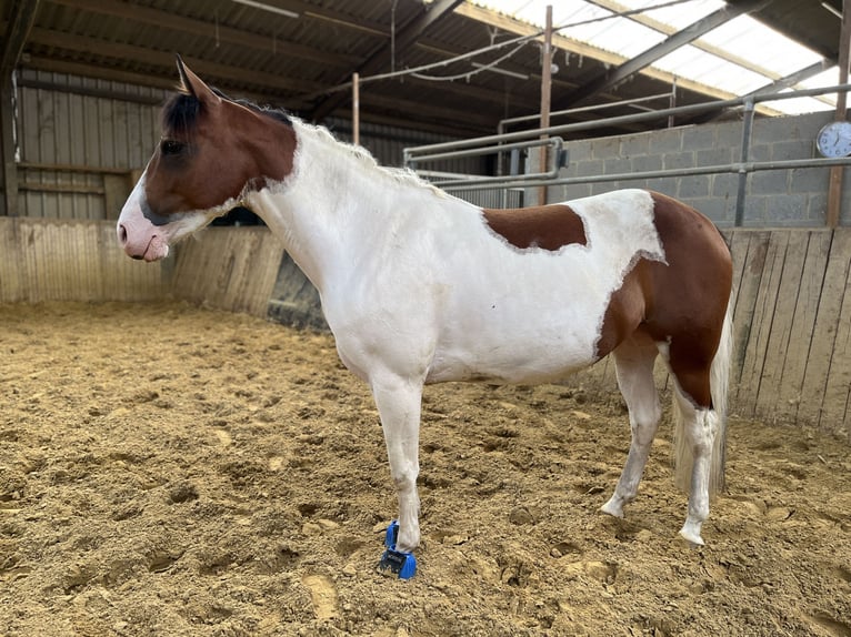 American Paint Horse Mare 5 years 13,1 hh Tobiano-all-colors in Schinveld