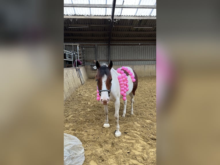 American Paint Horse Mare 5 years 13,1 hh Tobiano-all-colors in Schinveld