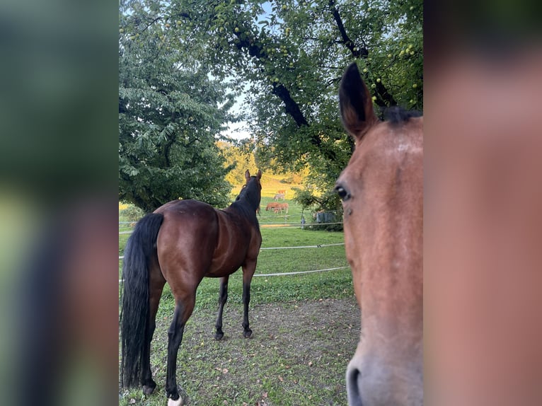 American Paint Horse Mare 5 years 14,2 hh Brown in Lottstetten