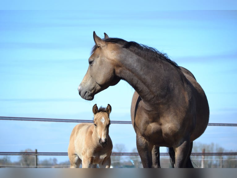 American Paint Horse Mare 5 years 14,2 hh Buckskin in Ede