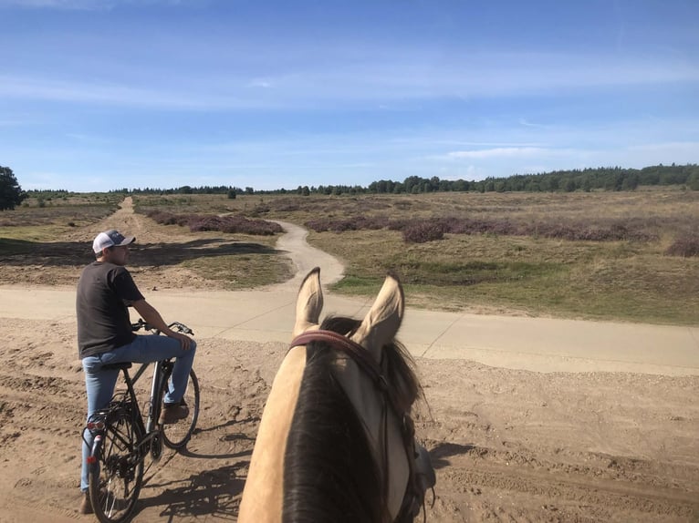 American Paint Horse Mare 5 years 14,2 hh Buckskin in Ede