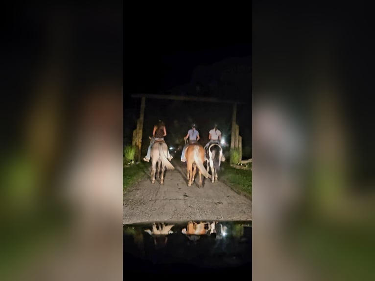 American Paint Horse Mare 5 years 14,2 hh Tobiano-all-colors in Ashland Oh