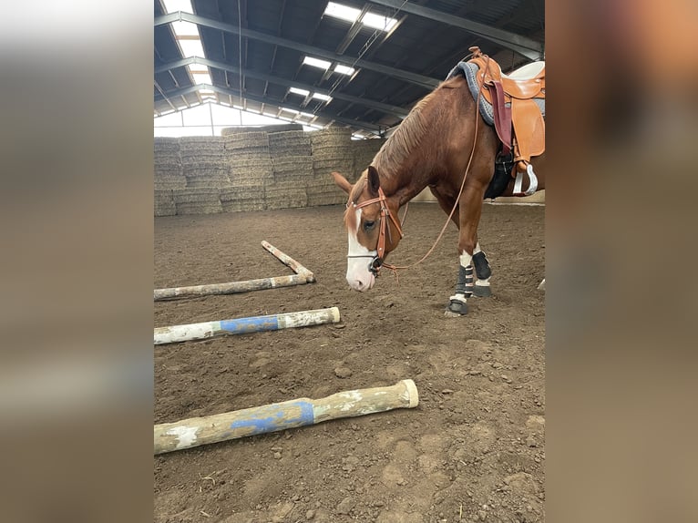 American Paint Horse Mare 5 years 14,3 hh Chestnut-Red in Lippetal