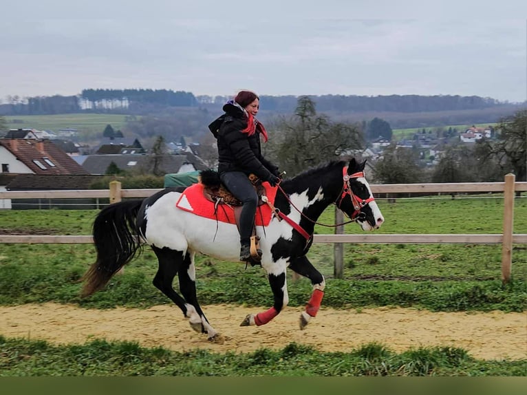 American Paint Horse Mare 5 years 14,3 hh Overo-all-colors in Linkenbach