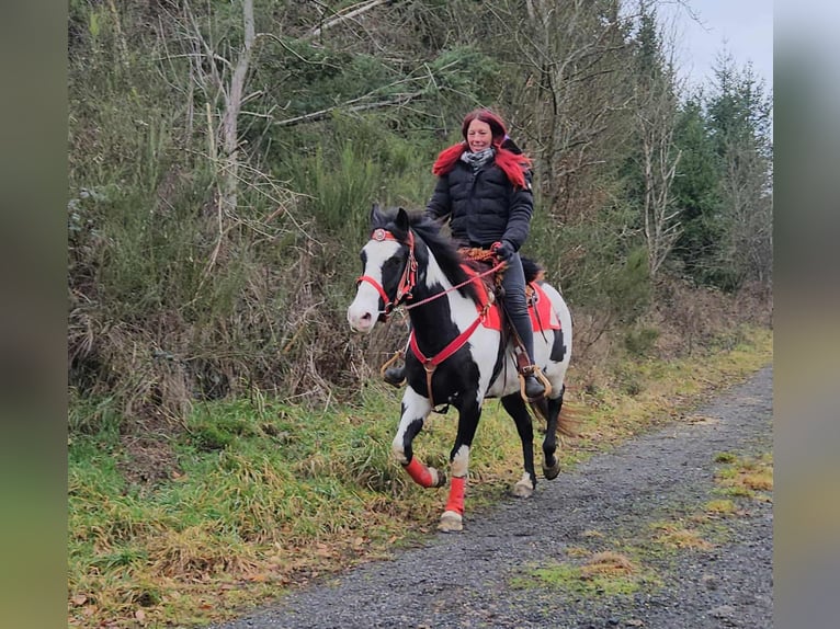 American Paint Horse Mare 5 years 14,3 hh Overo-all-colors in Linkenbach