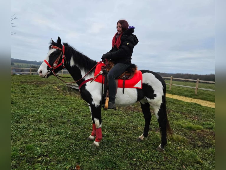American Paint Horse Mare 5 years 14,3 hh Overo-all-colors in Linkenbach
