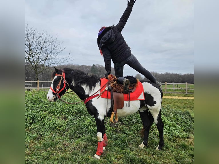 American Paint Horse Mare 5 years 14,3 hh Overo-all-colors in Linkenbach