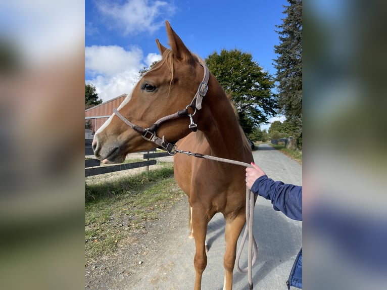 American Paint Horse Mare 5 years 15.1 hh Chestnut-Red in Langgöns