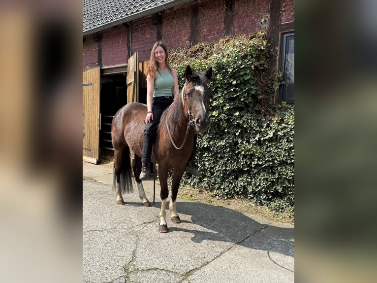 American Paint Horse Mare 5 years 15.2 hh Black in Münster