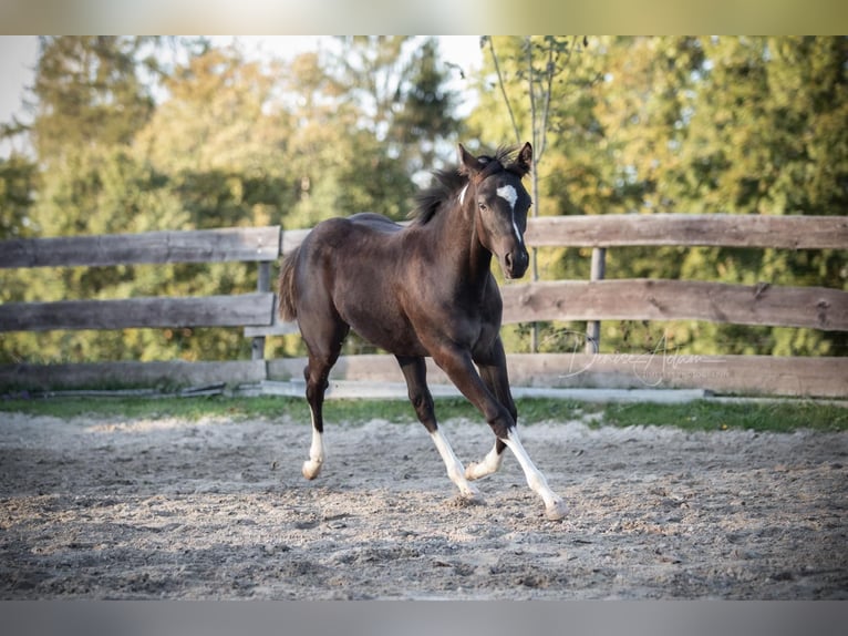 American Paint Horse Mare 5 years 15.2 hh Black in Münster