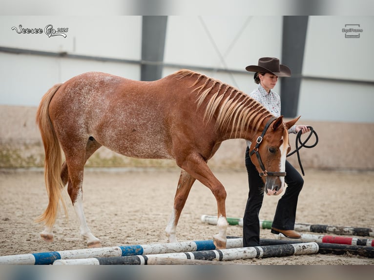 American Paint Horse Mare 5 years 15.2 hh  in Beroun