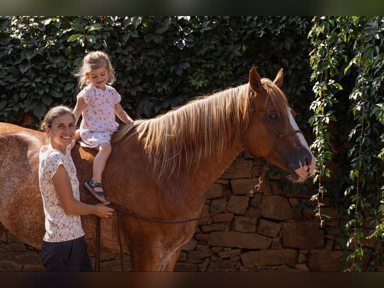 American Paint Horse Mare 5 years 15.2 hh  in Beroun