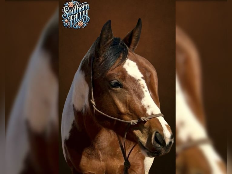 American Paint Horse Mare 5 years 15 hh Tobiano-all-colors in Kingfisher, OK