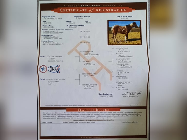American Paint Horse Mare 5 years 15 hh Tobiano-all-colors in Weinern