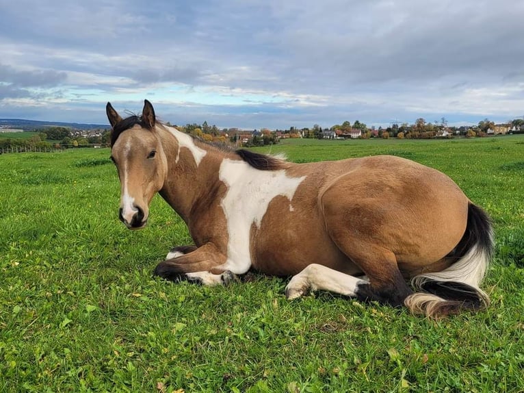 American Paint Horse Mare 5 years 15 hh Tobiano-all-colors in Weinern