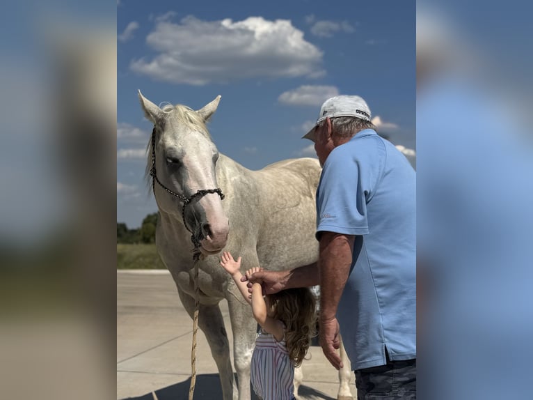 American Paint Horse Mare 5 years 15,1 hh Palomino in Cleburne