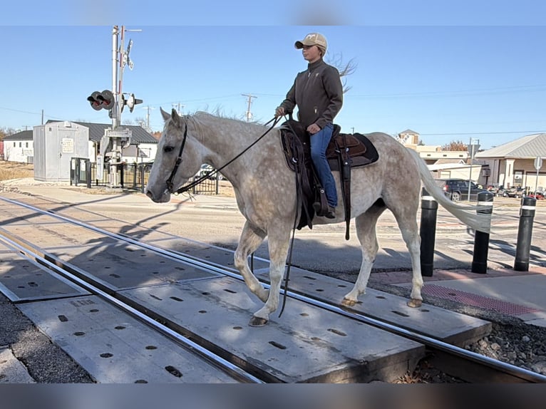 American Paint Horse Mare 5 years 15,1 hh Palomino in Cleburne