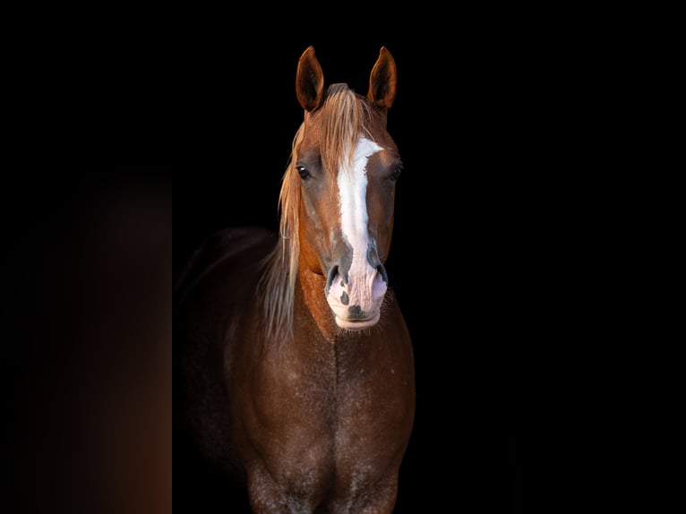 American Paint Horse Mare 5 years 15,2 hh  in Beroun